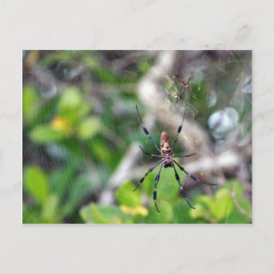 Cartão Postal Aranhas no Cartão-postal da Web