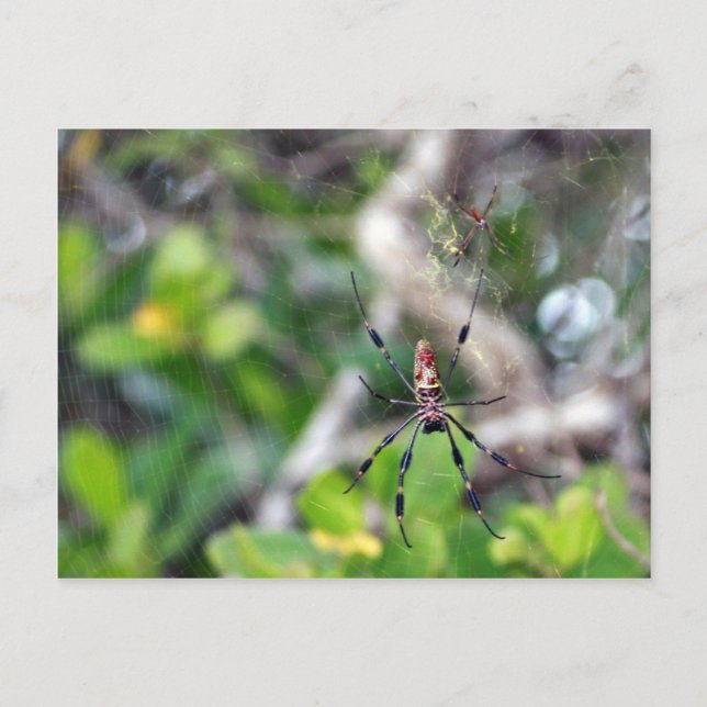 Cartão Postal Aranhas no Cartão-postal da Web (Frente)