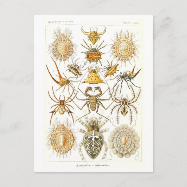 Cartão Postal Aranhas Vintage Book Illustration (Frente)