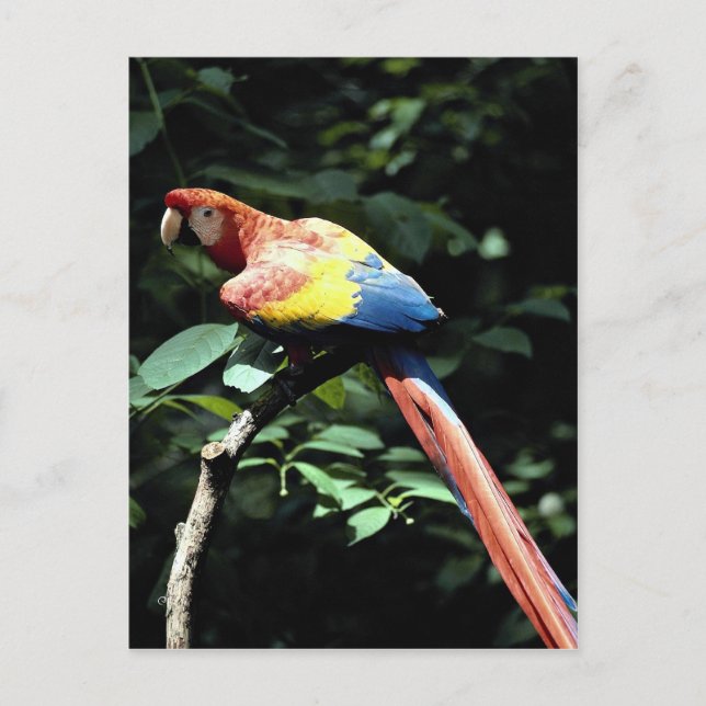 Cartão Postal arara-escarlate (Frente)