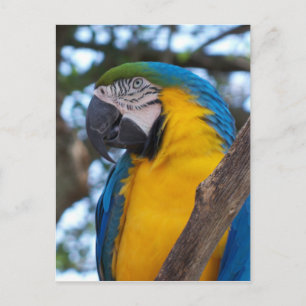 Cartão Postal Arara tropical verde-amarela e azul