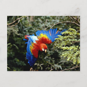 Cartão Postal Arara-vermelha