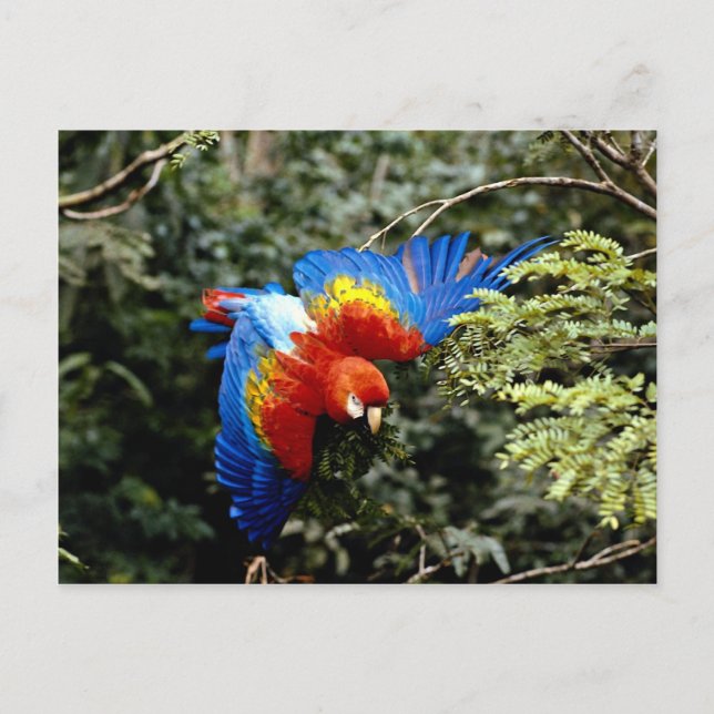 Cartão Postal Arara-vermelha (Frente)