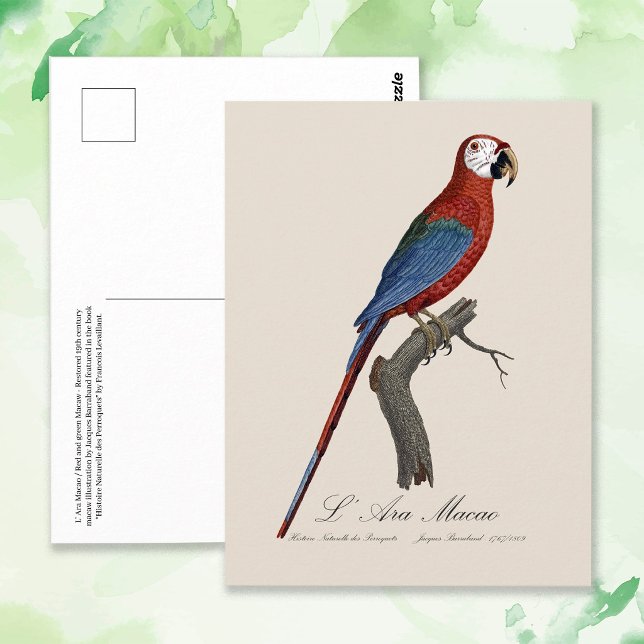 Cartão Postal Arara-vermelha, Ara chloropterus (Red-and-green Macaw, Ara chloropterus. Postcard)