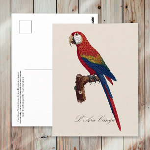 Cartão Postal Arara-vermelha, Ara macao