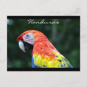 Cartão Postal arara-vermelha fronteira