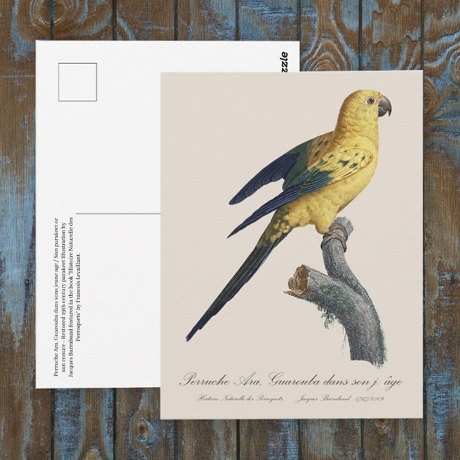 Cartão Postal Aratinga solstitialis (Guarouba dans sons jeune age / Sun parakeet. Postcard)