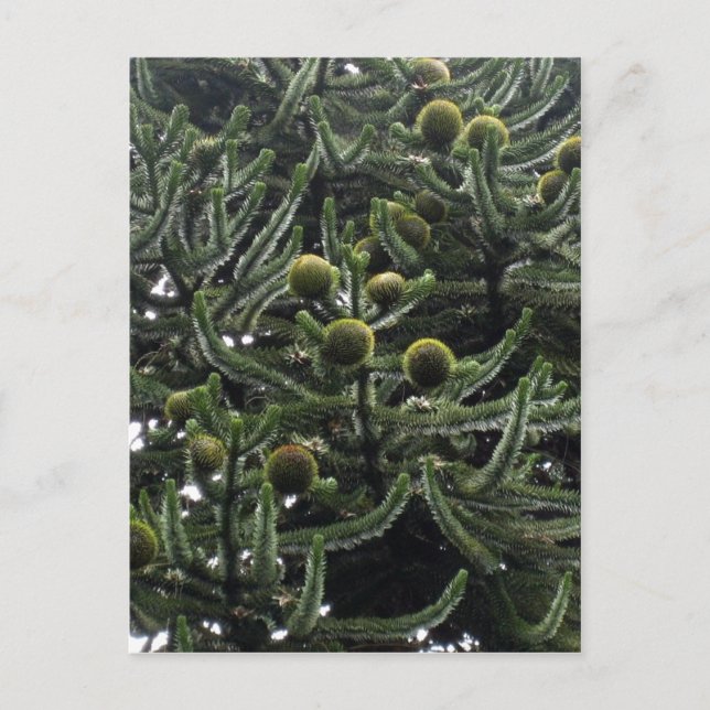 Cartão Postal Araucaria araucana - Cones - Foto Aragão (Frente)