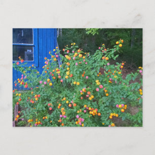 Cartão Postal Arbusto de Lantana