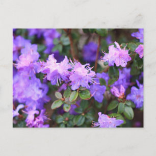 Cartão Postal arbusto florido azaléia roxa