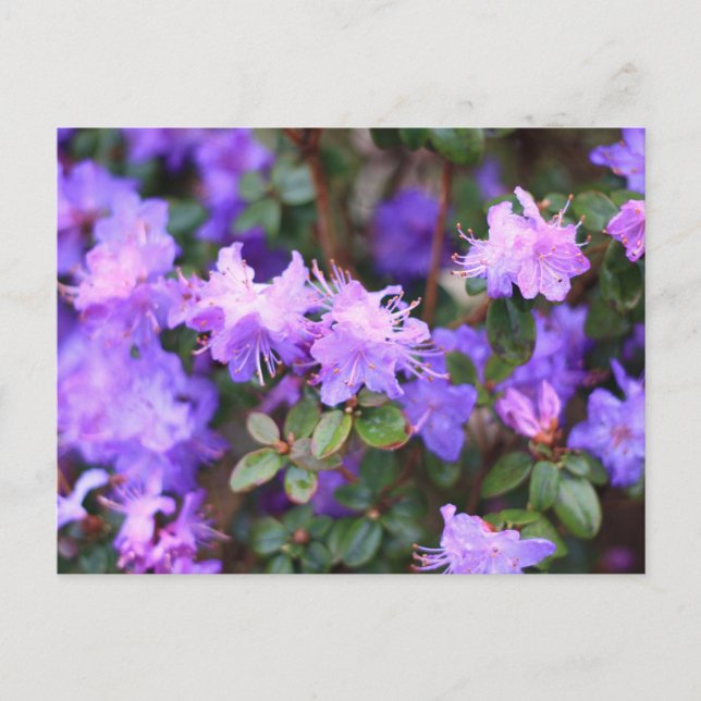 Cartão Postal arbusto florido azaléia roxa (Frente)