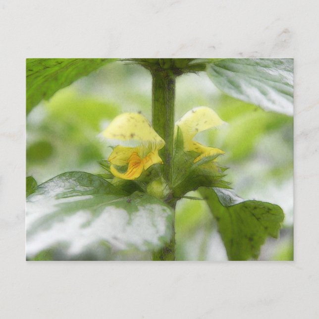 Cartão Postal Arcanjo Amarelo - Lamium galeobdolon (Frente)