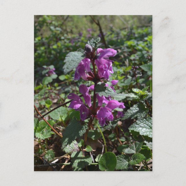 Cartão Postal Arcanjo roxo (Lamium purpureum) em floração (Frente)