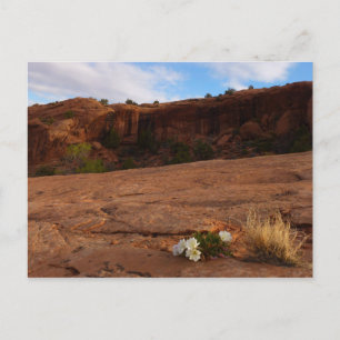 Cartão Postal Arches Slickrock e Paisagem Primrose da Noite