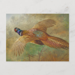Cartão Postal Archibald Thorburn Flying faasant CC0583
