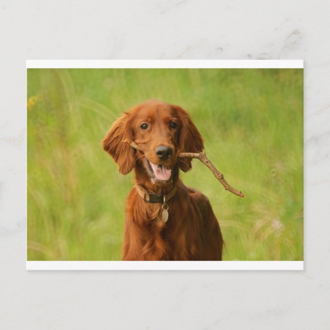 Cartão Postal Archie (Frente)