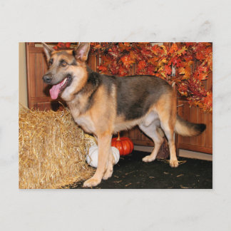 Cartão Postal Archie - German shepherd - Nissan