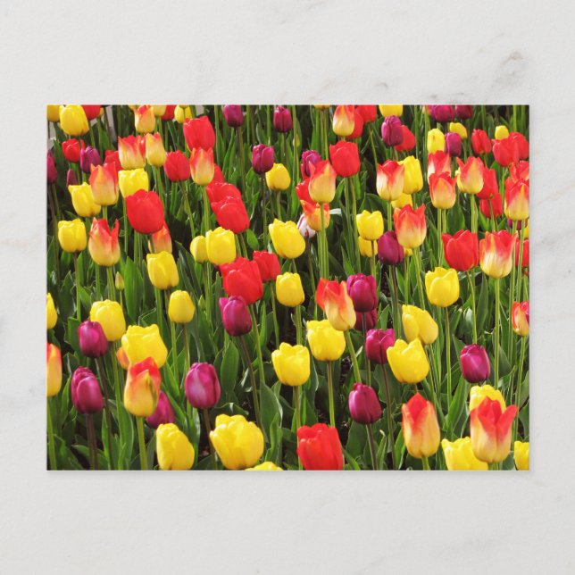 Cartão Postal Arco-Íris Tapeçaria (Frente)