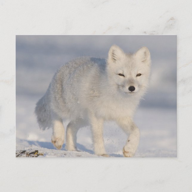 Cartão Postal Arctic Fox, Alaska (Frente)