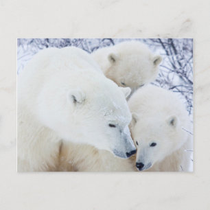 Cartão Postal Área da gestão dos animais selvagens de Churchil