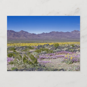 Cartão Postal Areia Verbena & Desert Gold no Amboy Crater, CA,