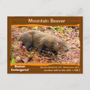 Cartão Postal Arena Mountain Beaver em perigo - - -