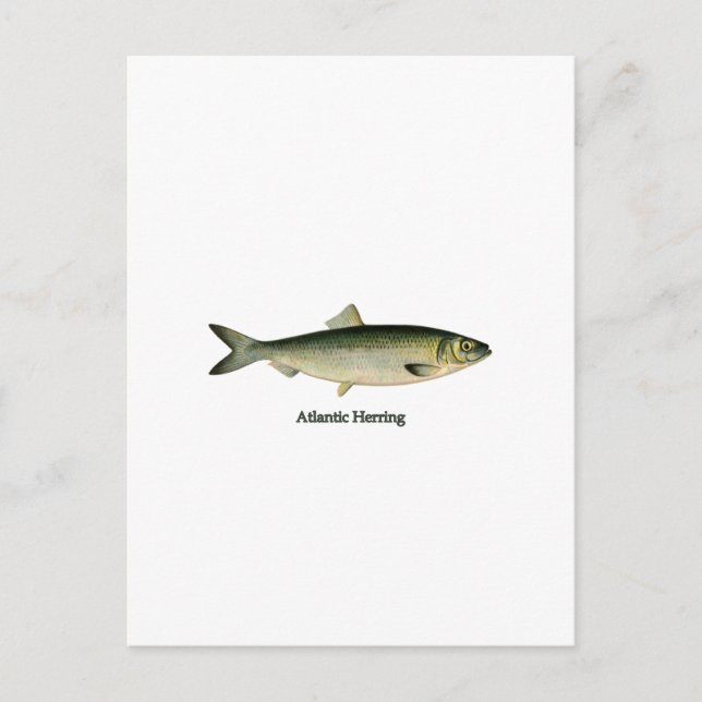 Cartão Postal Arenque Atlântico (Frente)