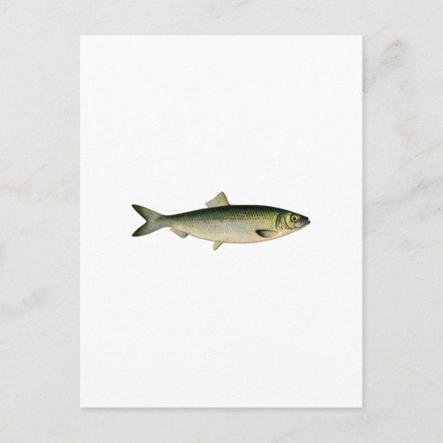 Cartão Postal Arenque do mar Atlântico (Frente)