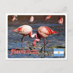 Cartão Postal Argentina - Flamingos da puna -