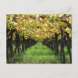 Cartão Postal Argentina, Mendoza, Row Of Grape In Vineyard