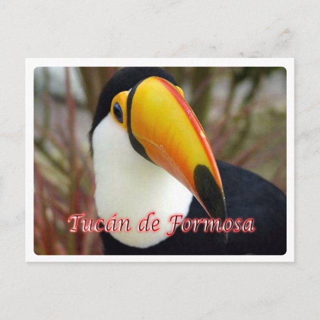 Cartão Postal Argentina - Tucán de Formosa - (Frente)