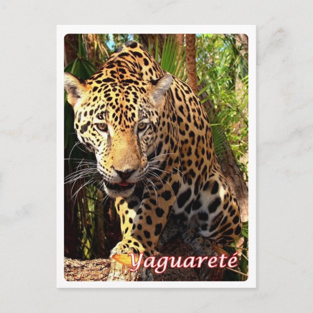 Cartão Postal Argentina - Yaguareté - (Frente)