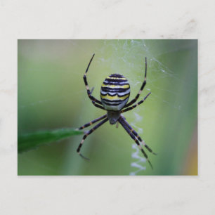 Cartão Postal Argiope bruennichi