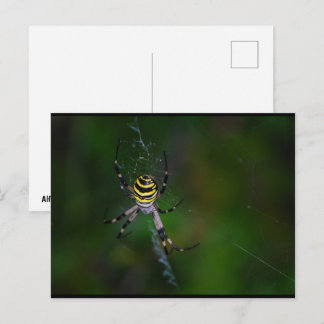 Cartão Postal Argiope bruennichi, Vespa Aranha, Aranha Tecelã