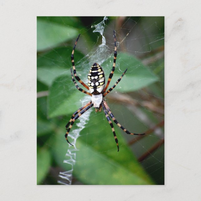 Cartão Postal Argiope preto-e-amarelo (Frente)