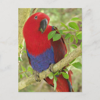 Cartão Postal Aria Grand Eclectus Parrot