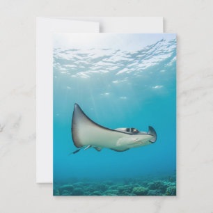 Cartão Postal Aria raia em Grand Cayman Viagem