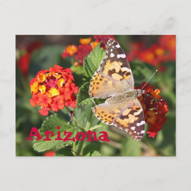 Cartão Postal Arizona (Frente)