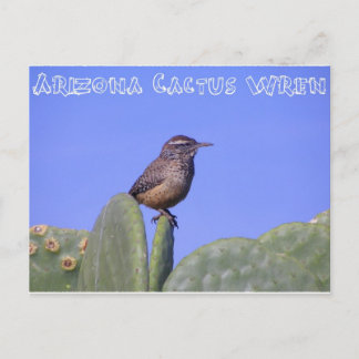 Cartão Postal Arizona Cactus Wren
