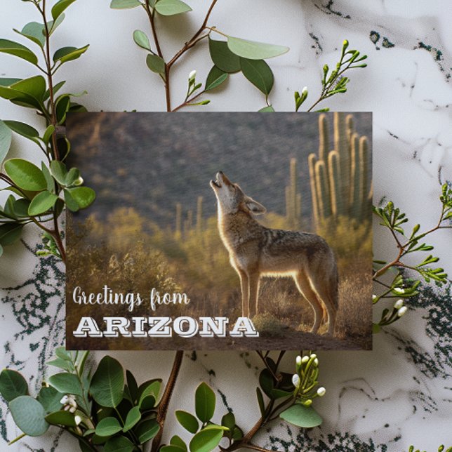 Cartão Postal Arizona Coyote Paisagem Cactus Desert (Criador carregado)