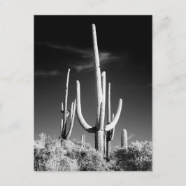 Cartão Postal Arizona de Fotos Branca e Preta do Saguaro Cactus