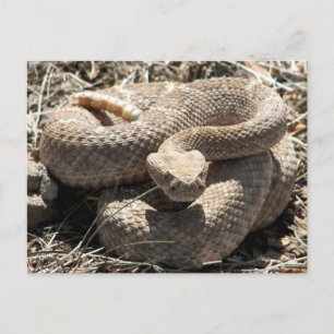Cartão Postal Arizona Diamondback Rattlesnake