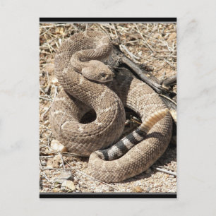 Cartão Postal Arizona DIamondback Rattlesnake