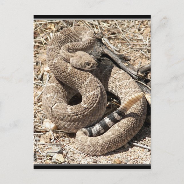 Cartão Postal Arizona DIamondback Rattlesnake (Frente)
