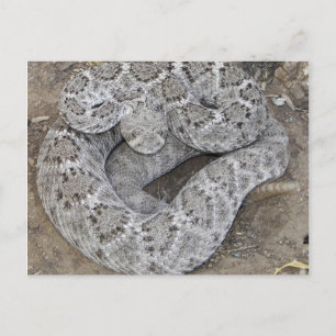 Cartão Postal Arizona Diamondback Western Rattlesnake