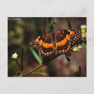 Cartão Postal Arizona livre