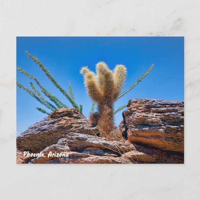 Cartão Postal Arizona Phoenix, Jovem Urso De Teddy Cholla Cactus (Frente)