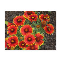 Arizona Sun Blanketflower