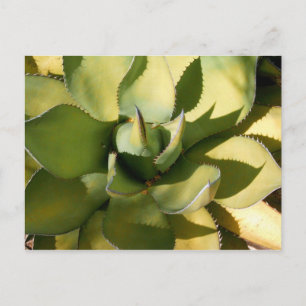 Cartão Postal "Arizona verde"