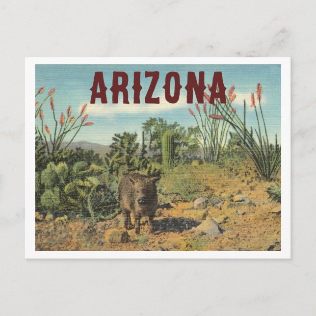 Cartão Postal Arizona Vintage Desert Cactus e Javelina (Frente)